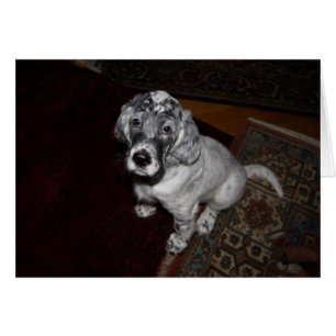 Setter Puppy, engelska OBS Kort