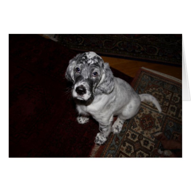 Setter Puppy, engelska OBS Kort (Framsidan Horizontal)