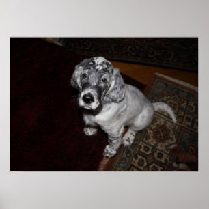 Setter Puppy, engelska Poster