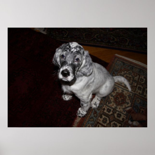 Setter Puppy, engelska Poster (Framsidan)