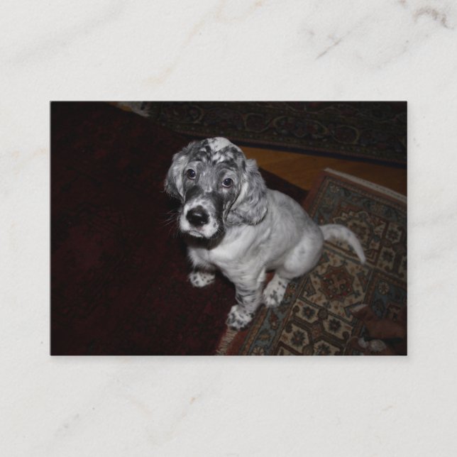 Setter Puppy, engelska Visitkort (Framsida)