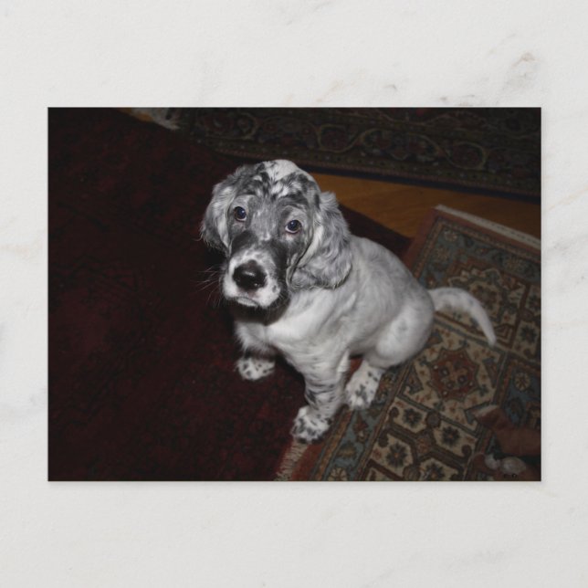 Setter Puppy, engelska Vykort (Framsida)