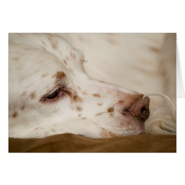 Setter Zen Hälsningskort (Framsidan Horizontal)