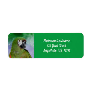 Severe Macaw Parrot Bird Adress Returadress Etikett