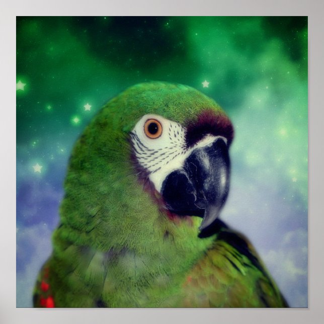 Severe Macaw Parrot stäng upp Poster (Framsidan)