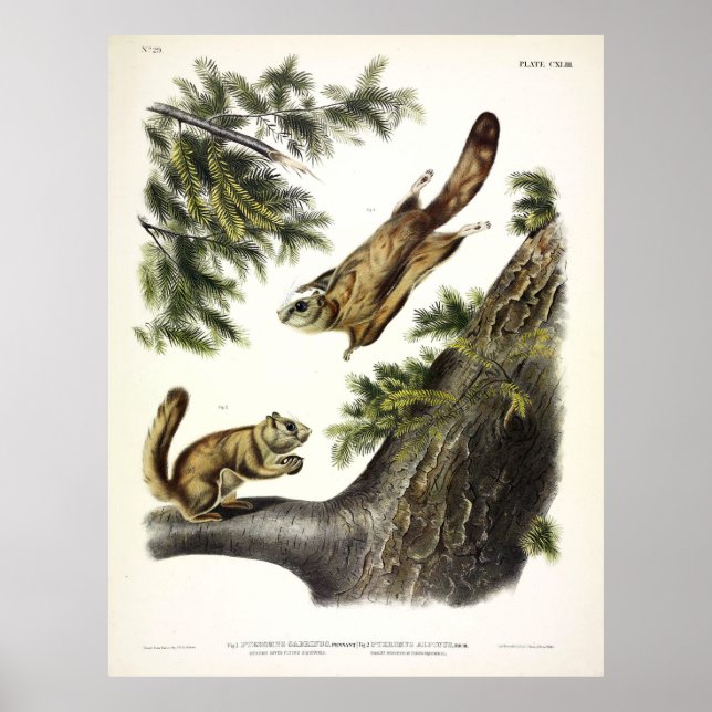 Severn-River (norra), flytande ekorre av Audubon Poster (Framsidan)