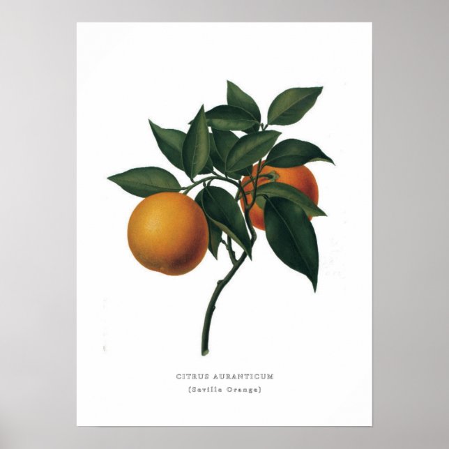 Sevilla Orange Poster (Framsidan)