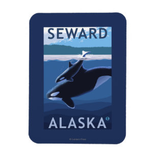 Seward, AlaskaOrca och kalvplats Magnet
