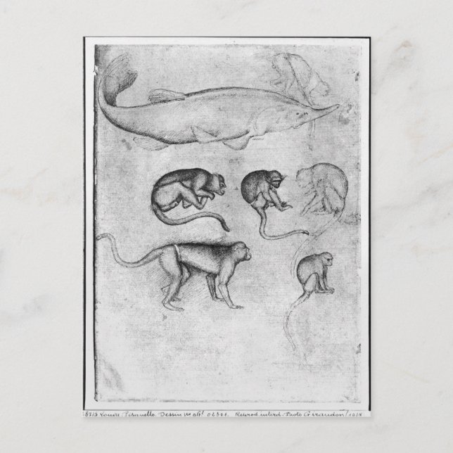 Sex apor och en Sturgeon Vykort (Framsida)