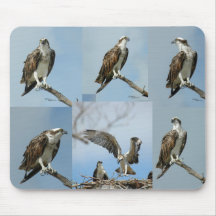 Sex fiskgjusefågelfoto Mousepad
