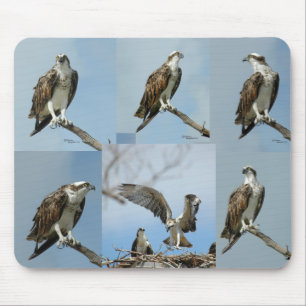 Sex fiskgjusefågelfoto Mousepad Musmatta