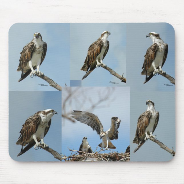 Sex fiskgjusefågelfoto Mousepad Musmatta (Framsidan)
