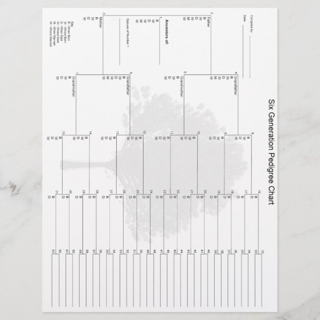 Sex Generation Pedigree Papper (Framsida)