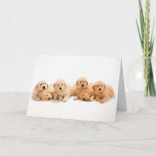 Sex Golden Retriever-valpar Kort