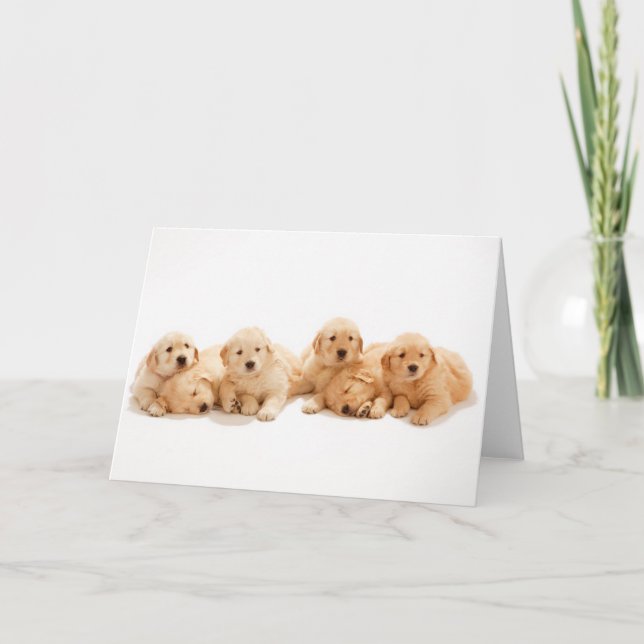 Sex Golden Retriever-valpar Kort (Framsida)