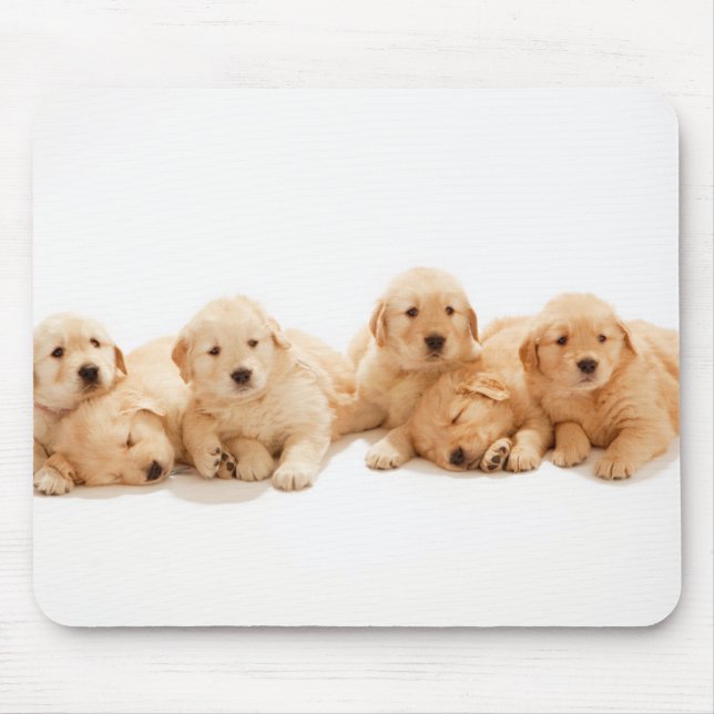 Sex Golden Retriever-valpar Musmatta (Framsidan)