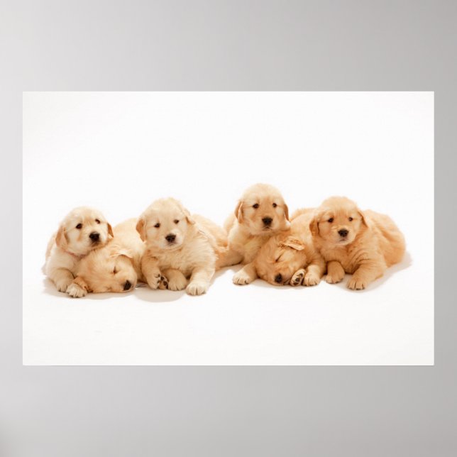 Sex Golden Retriever-valpar Poster (Framsidan)