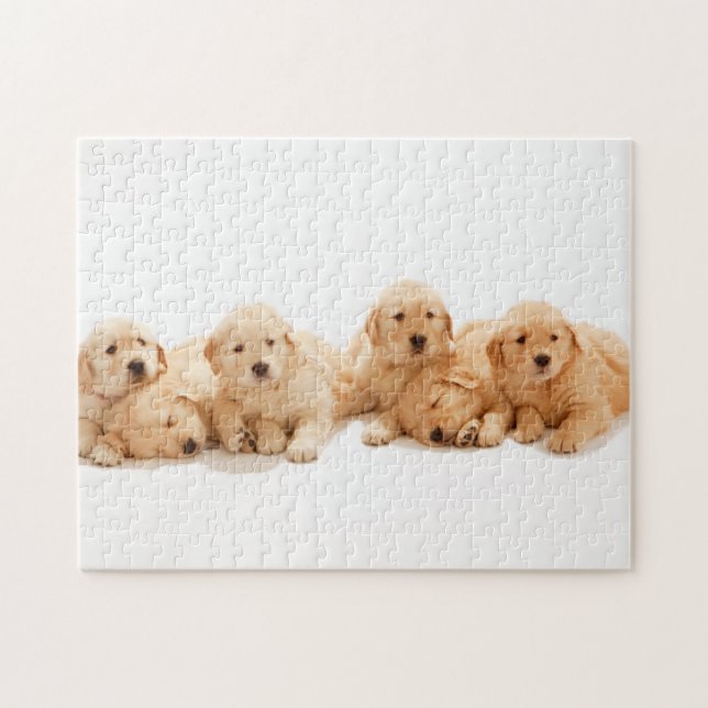 Sex Golden Retriever-valpar Pussel (Horisontell)