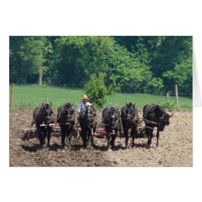 Sex hästar i arbete hälsningskort (Framsidan Horizontal)