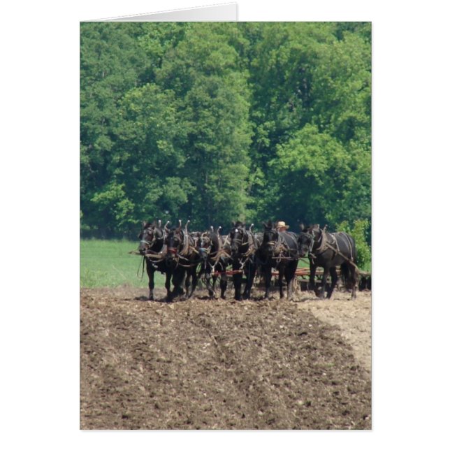 Sex-hästteam Hälsningskort (Framsidan)