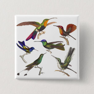 Sex olika Hummingbirds - Rene Primevere kurs Knapp