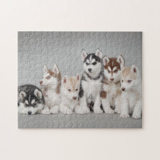 Sex valpar siberian husky porträtt pussel