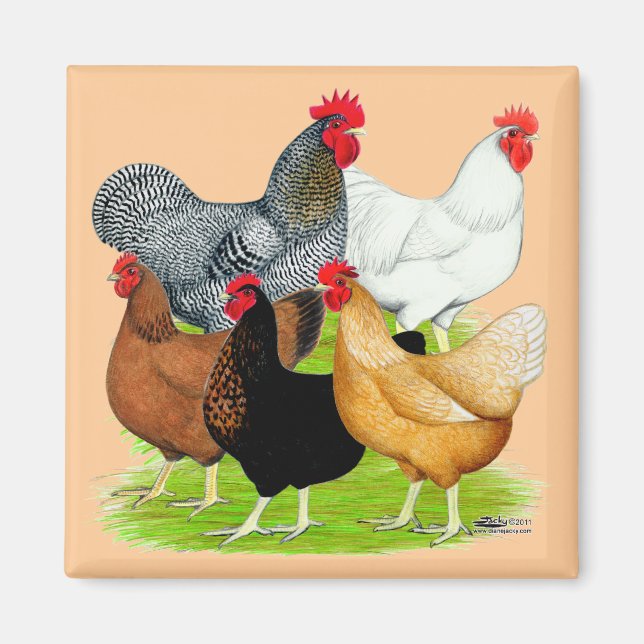 Sexlänkade kycklingar Quintet Magnet (Framsidan)