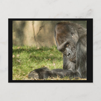 Sexy Silverback Gorilla Postcard Vykort
