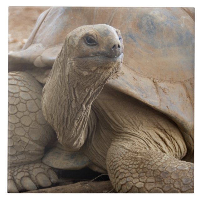 Seychelle Aldabran land tortoise Kakelplatta (Framsidan)