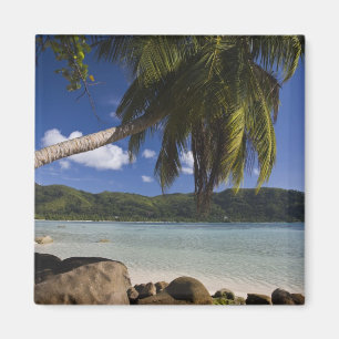 Seychellerna, Mahe Island, Anse a la Mouche Magnet