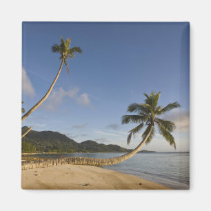 Seychellerna, Mahe Island, horisontell palm, Magnet