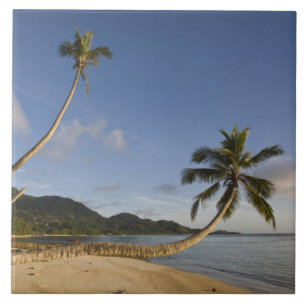 Seychellerna, Mahe-ön, horisontell palm, Kakelplatta