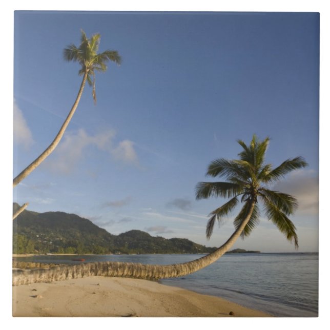 Seychellerna, Mahe-ön, horisontell palm, Kakelplatta (Framsidan)