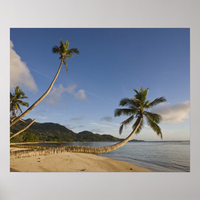 Seychellerna, Mahe-ön, horisontell palm, Poster (Framsidan)