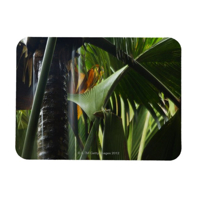 Seychellerna, Praslin, Valle de Mai, Heavy Rain Magnet (Horisontell)