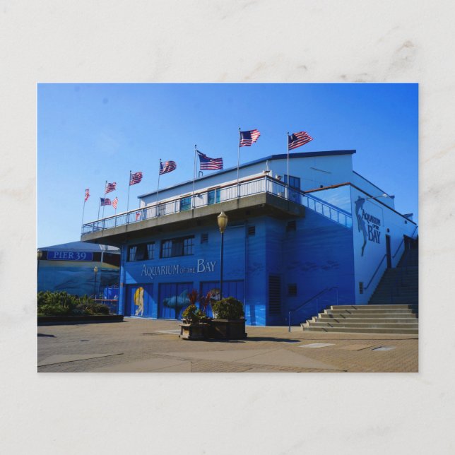 SF Aquarium of the Bay #4-2 Postcard Vykort (Framsida)