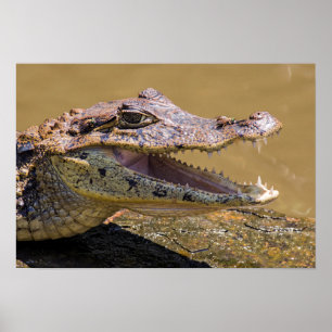 Sfräsning av krokodil i Tortuguero - Costa Rica Poster