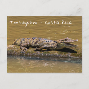 Sfräsning av krokodil i Tortuguero - Costa Rica Vykort