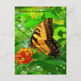 SG Gult Swallowtail Postcard #245N 0245 Vykort