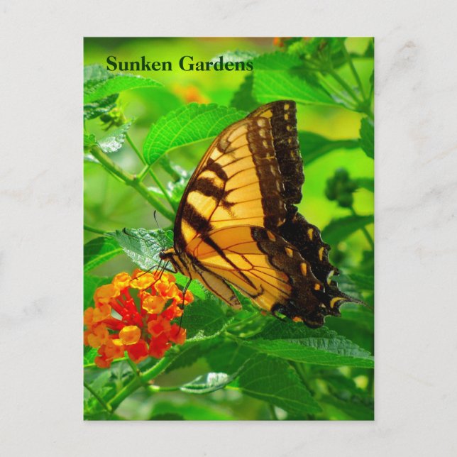 SG Gult Swallowtail Postcard #245N 0245 Vykort (Framsida)