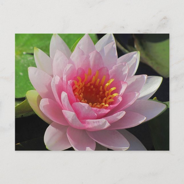 SG Lincoln, Nebraska rosa vatten lily #1 01 Vykort (Framsida)