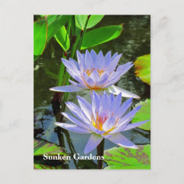 SG Pair of BLUE vatten lilies #101 00101 Vykort