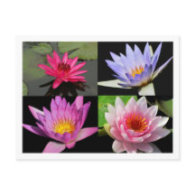 SG Waterlily Collage Postcard #2200
