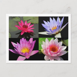 SG Waterlily Collage Postcard #2200 Vykort