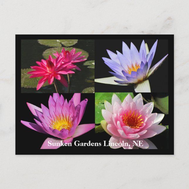 SG Waterlily Collage Postcard #6Nw 600 Vykort (Framsida)