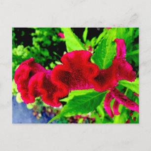Sgantzos Cockscomb CelosiaCristata vykort