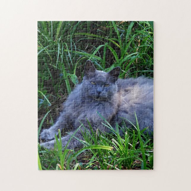 Sgolis Grå Maine Coon Katt Utmanande Foto Pussel (Vertikal)