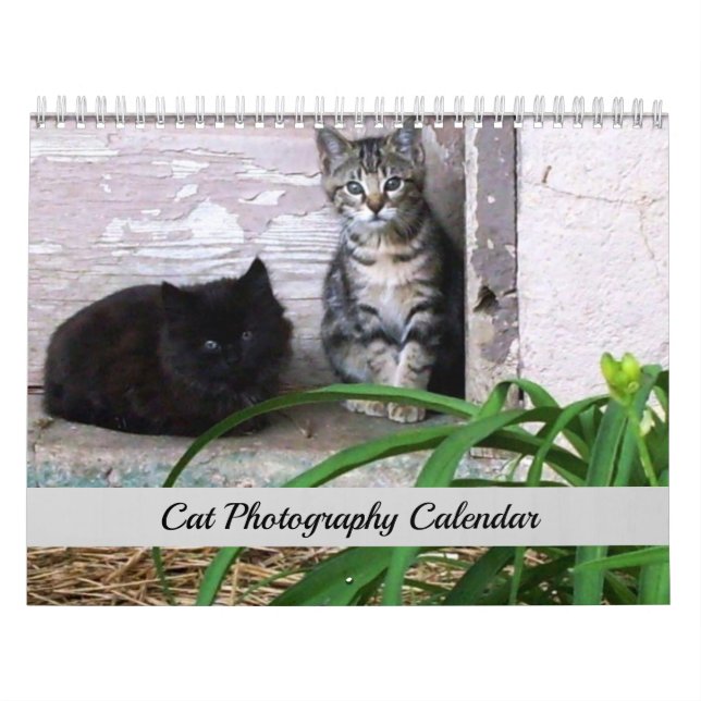 Sgolis Original Kattfotograferingskalender Kalender (Omslag)