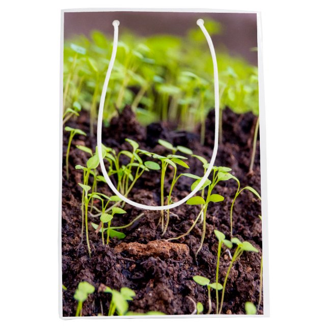 Sgroddgräs (Framsidan)