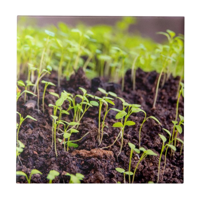 Sgroddgräs Kakelplatta (Framsidan)